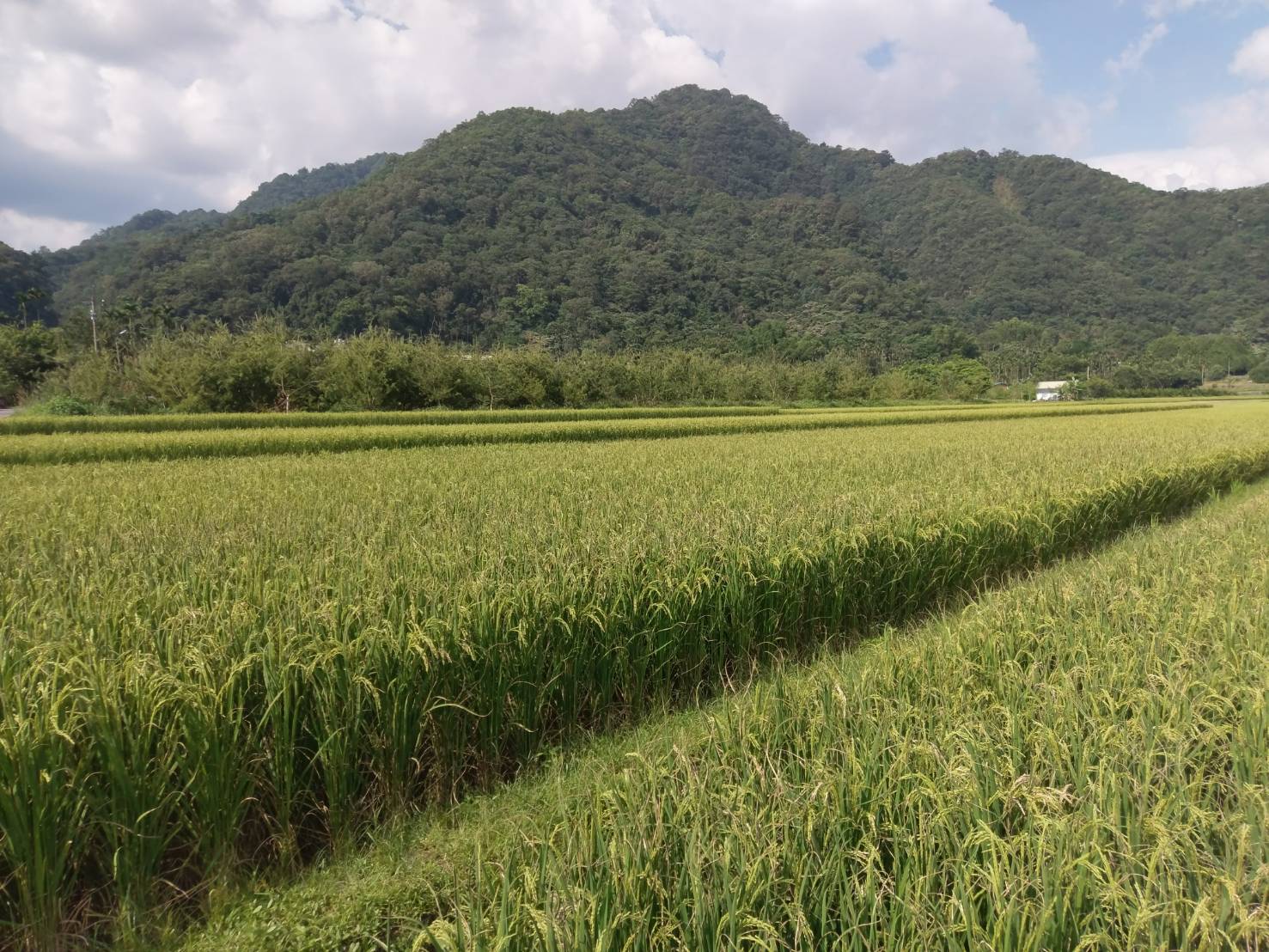 南投國姓青年黃國峰返鄉務農  開創多贏局面