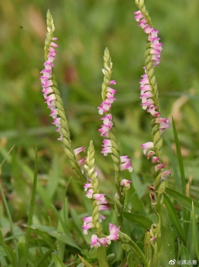 「生活美學」文哥介紹「蘭花草」