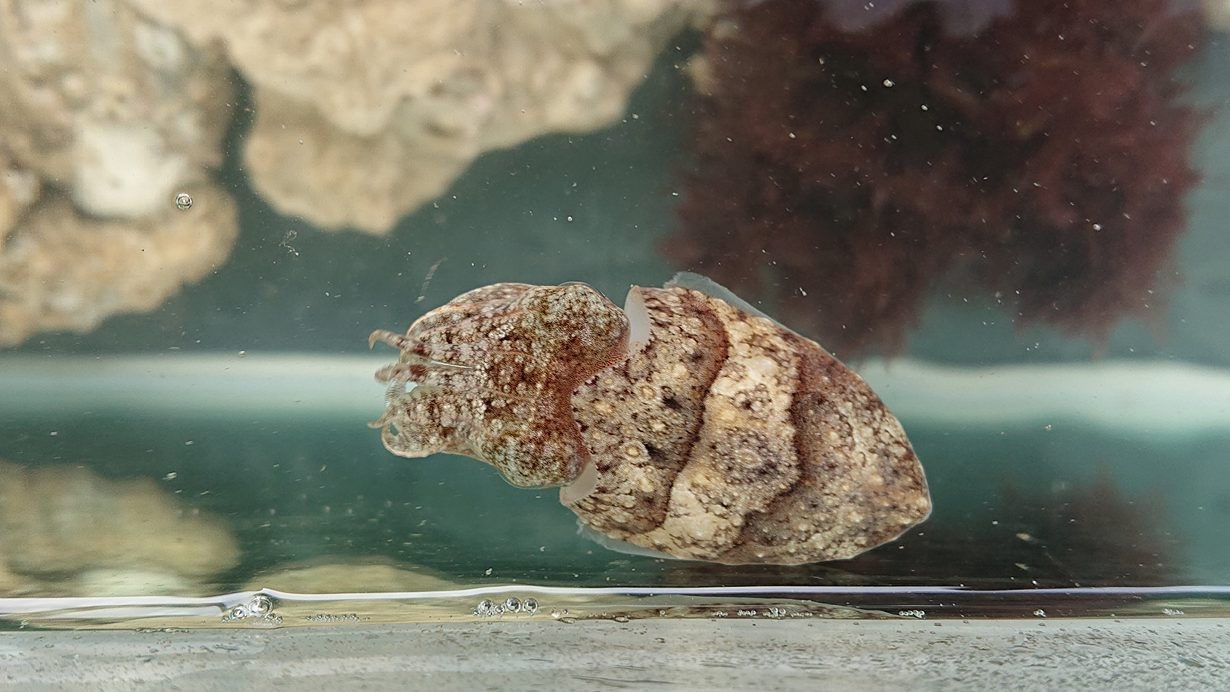 花枝、章魚、魷魚─頭足類怎麼分？