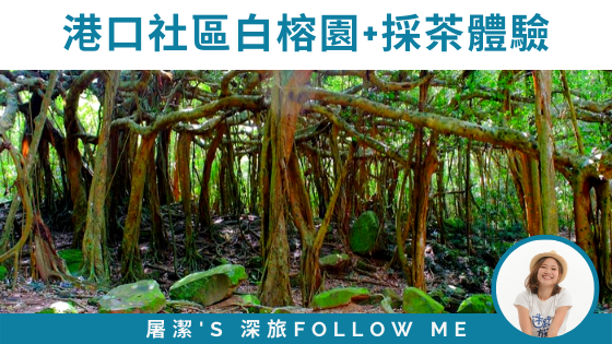 【屏東旅遊】港口社區的白榕園+採茶體驗
