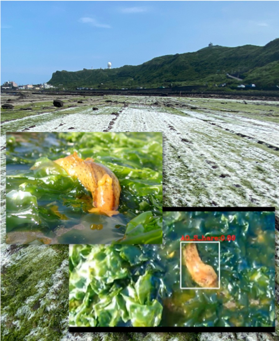 如何用AI智慧加入海洋科學觀察的行列