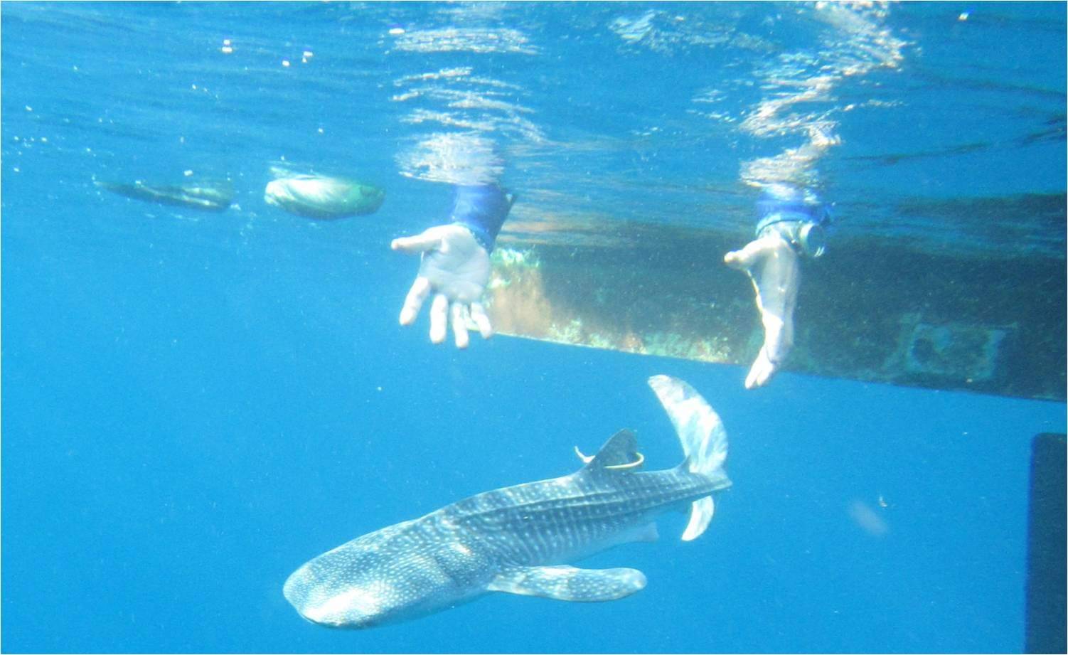 鯊魚來了!