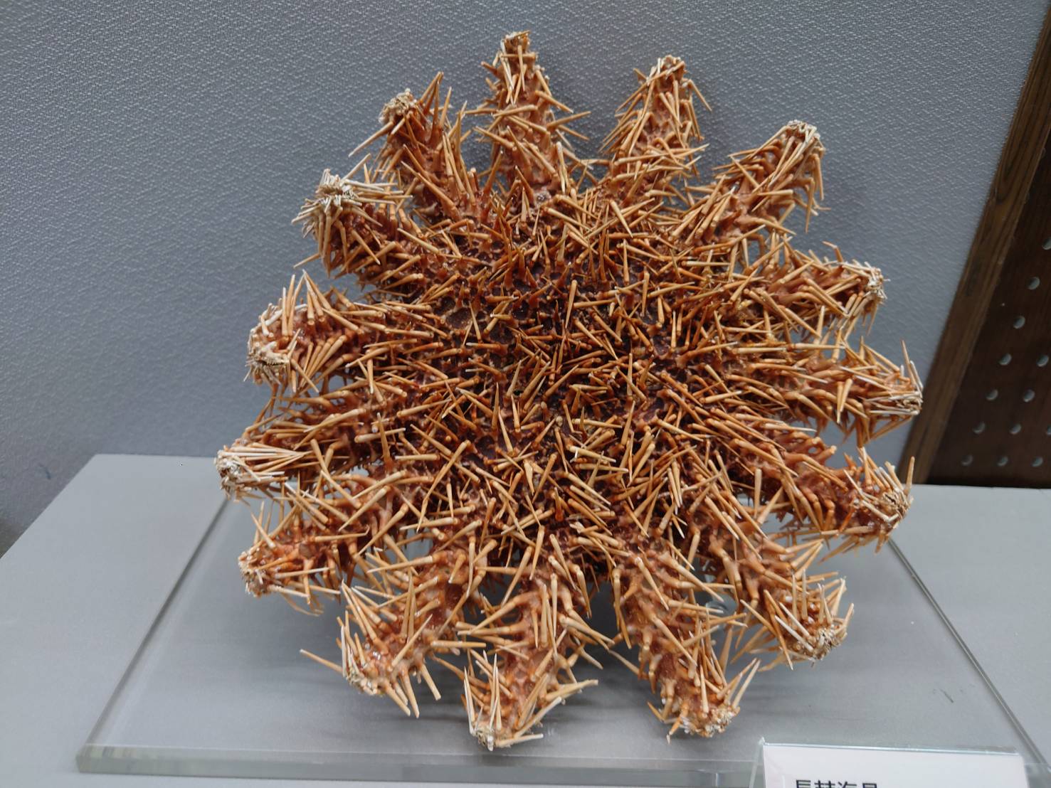 棘冠海星之禍
