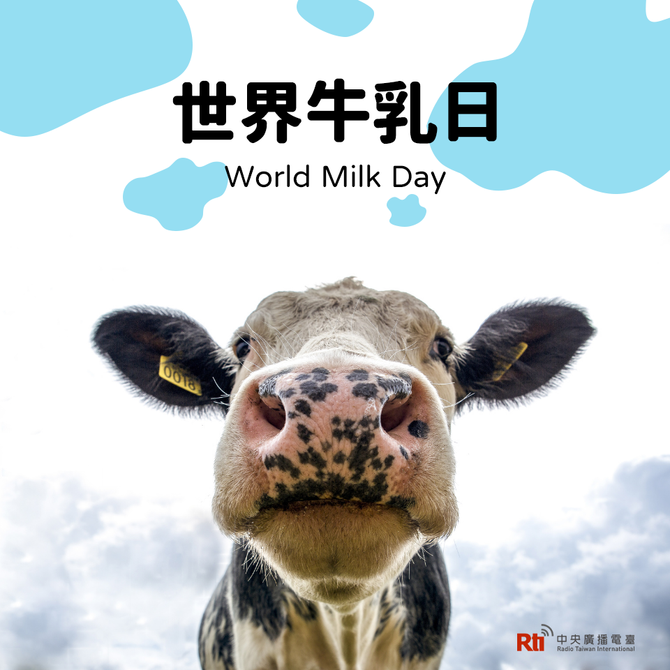 六月節日多，喝牛奶、吃粽子，玩猜歌！