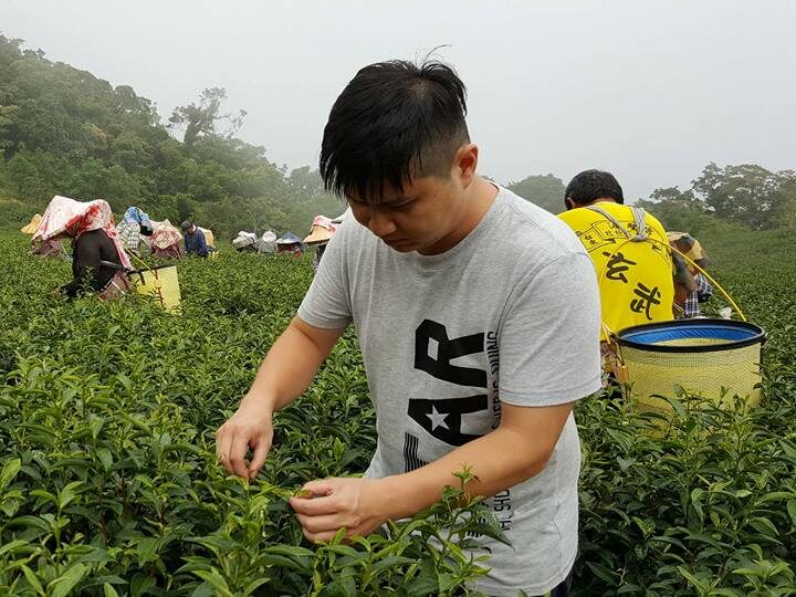 神農獎系列   陳弘儒 不只是茶園