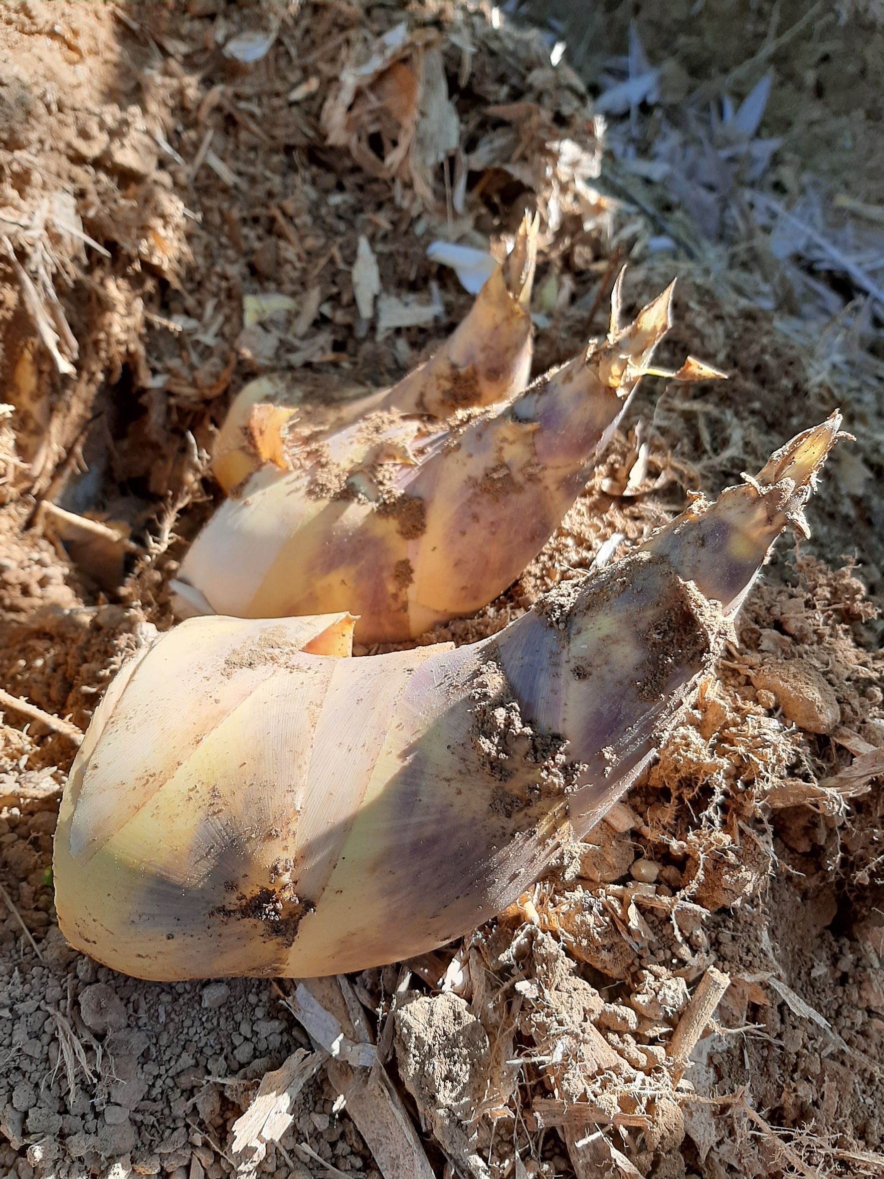 一起耕耘一片綠筍林