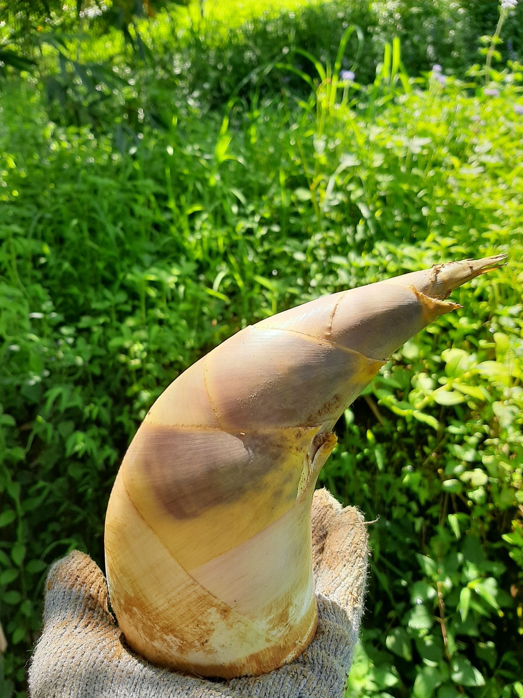 秉持友善種植建立品牌