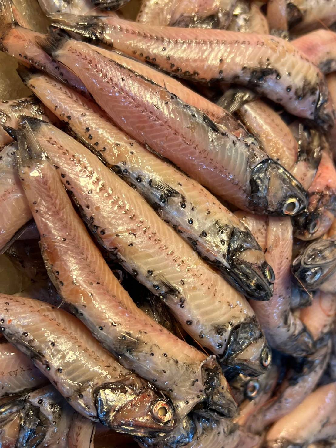 那個魚到底是什麼魚？