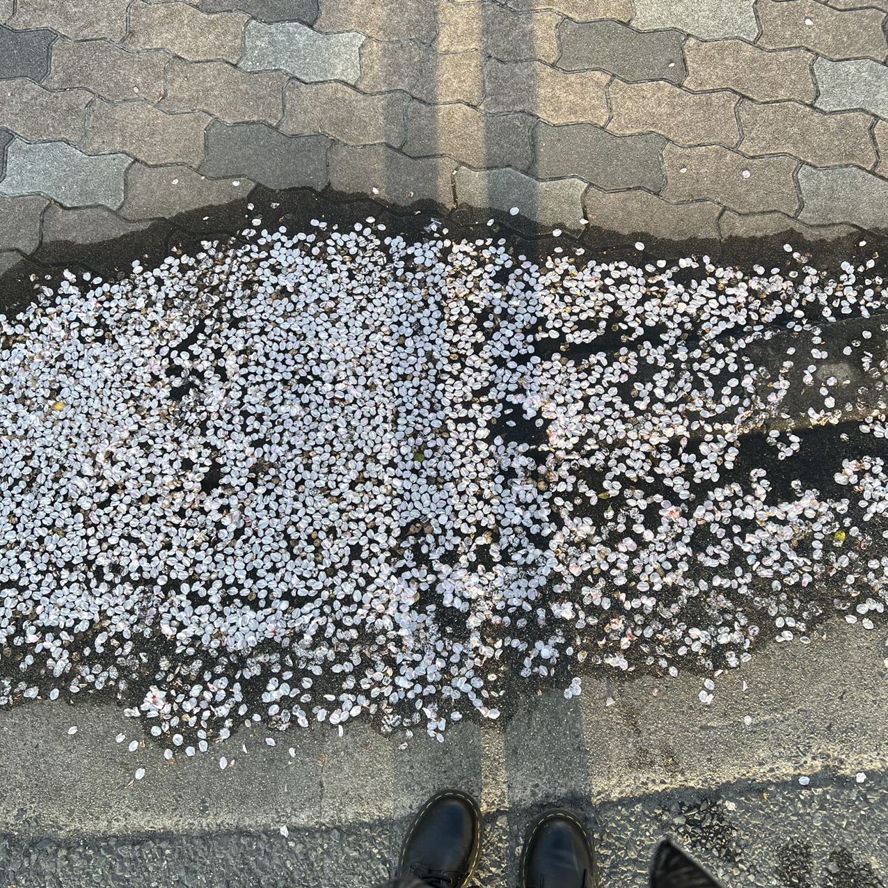 兩岸我的家