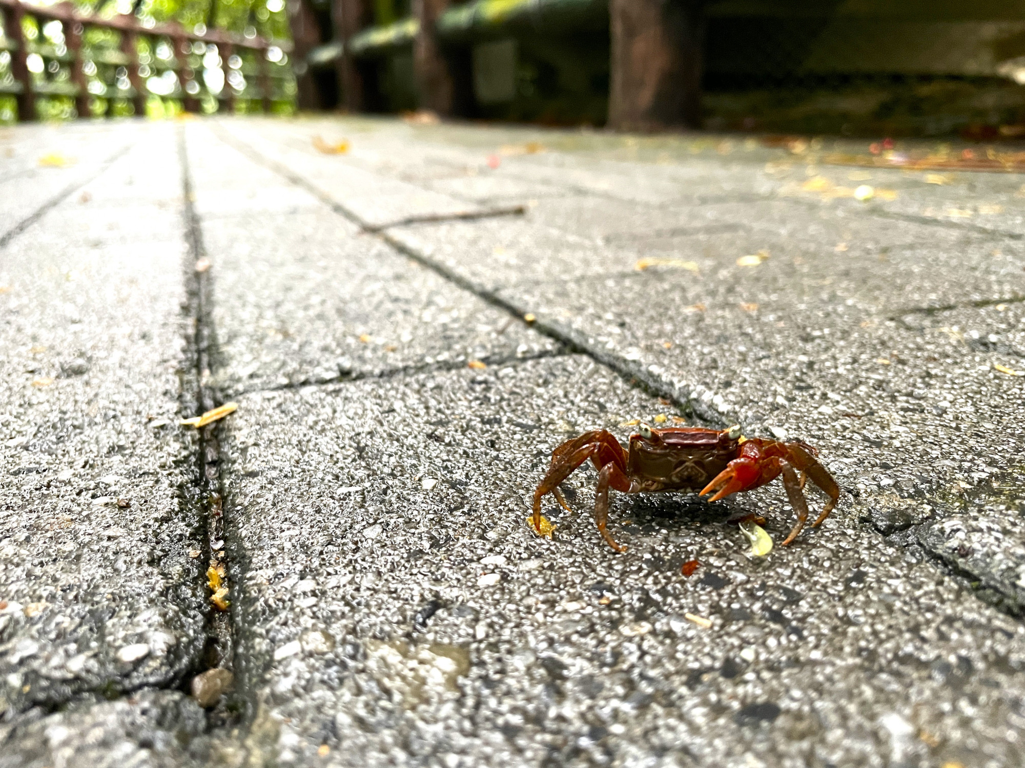 生態廊道 守護搶救大作戰  荒野護蟹有成