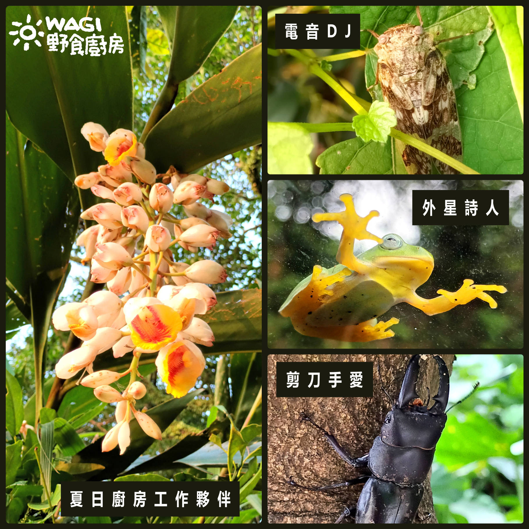 森林裡的健康幸福滋味