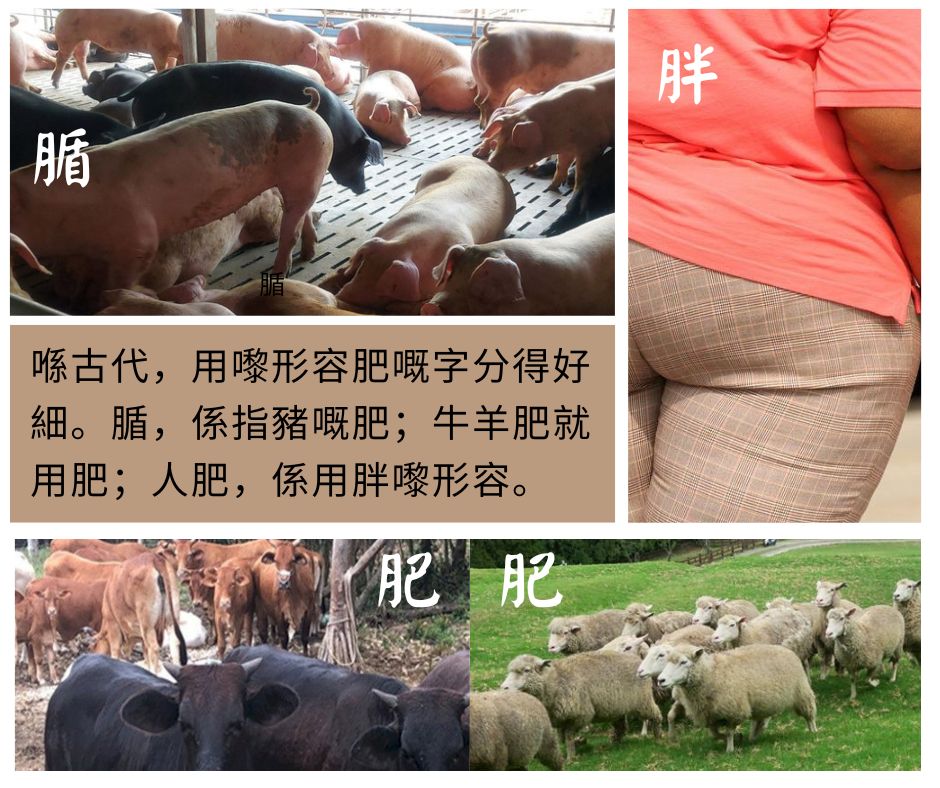 肥胖腯  肥腯腯  好文言嘅粵語