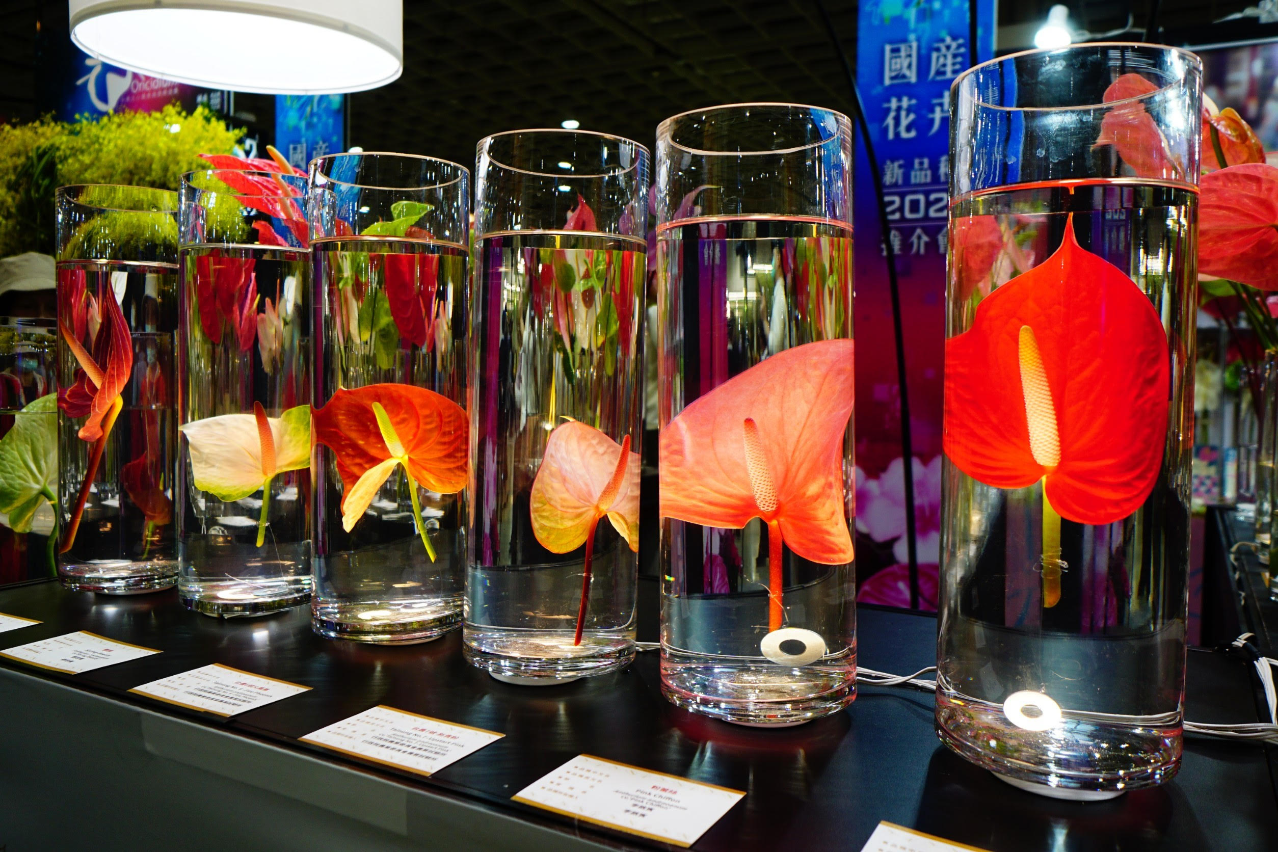 喜迎新春 火鶴花大展鴻圖 喜迎新春 火鶴花大展鴻圖
