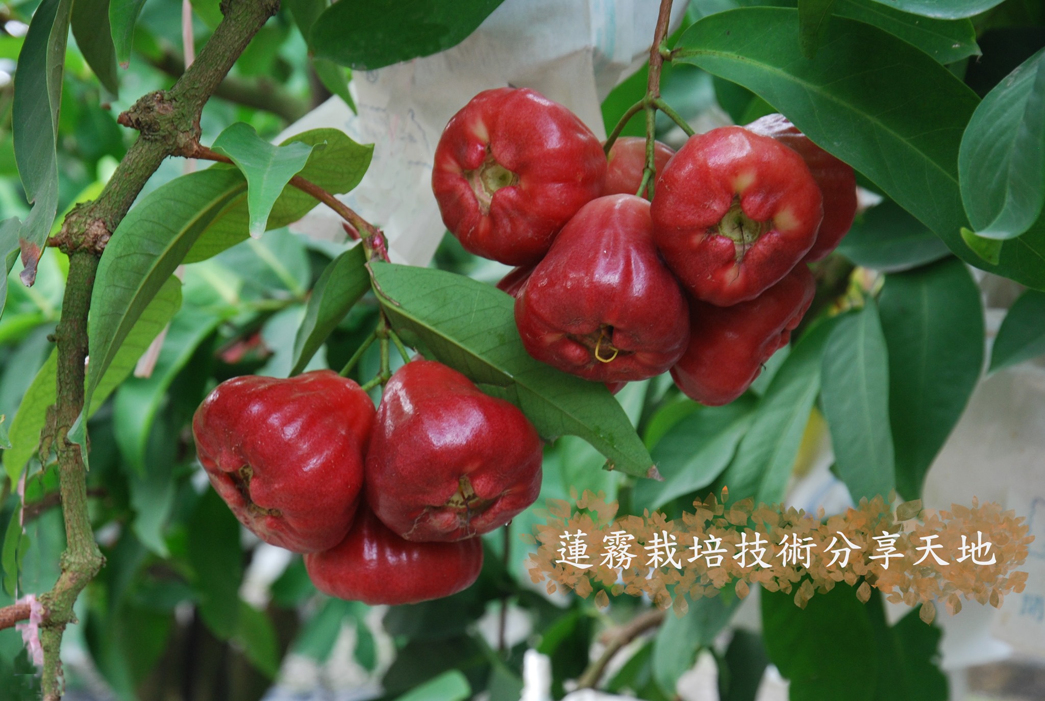 異常氣候下 台灣蓮霧產業的發展