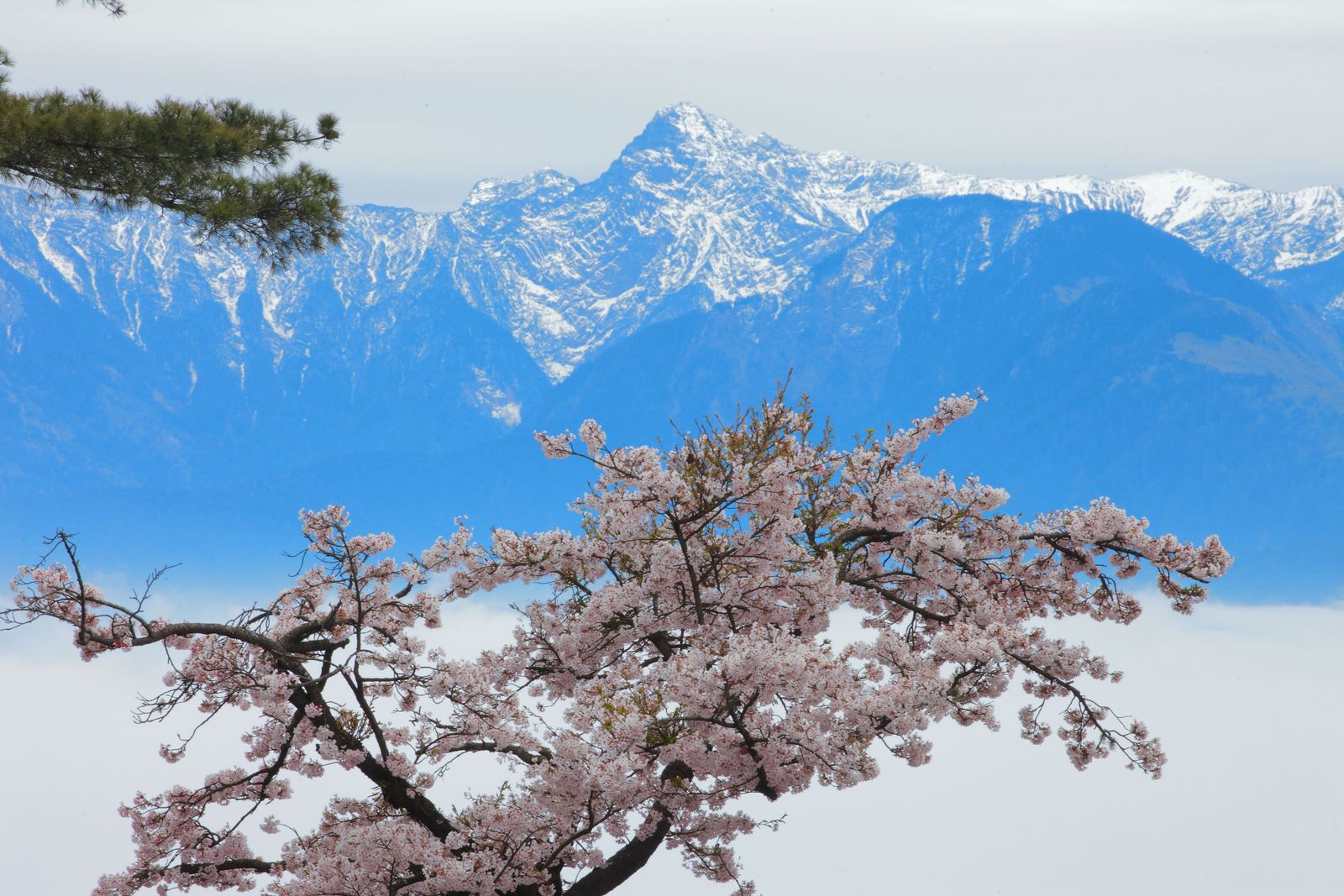 漫步在阿里山的雲端