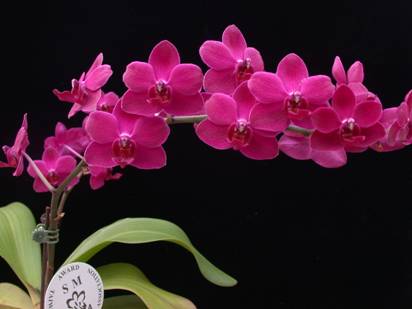 台灣國際蘭展香 蘭花新品種香水美人獲獎 台灣國際蘭展香 蘭花新品種香水美人獲獎