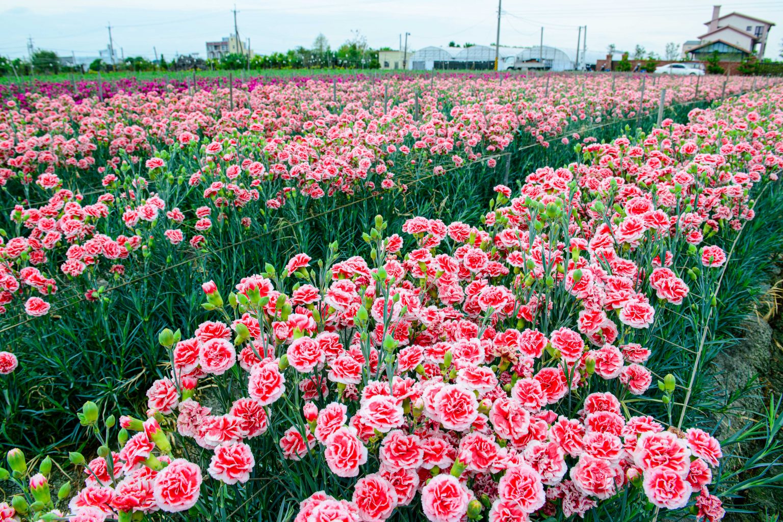 這廂有里系列  彰化田尾休閒農埸區