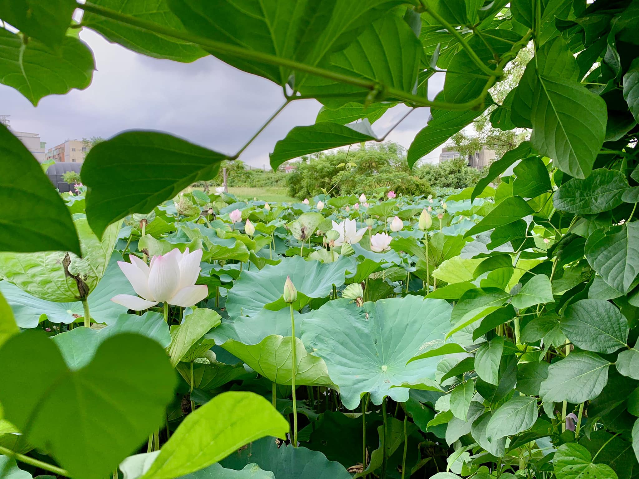 這鄉有里系列  觀音區連花園休閒農業區
