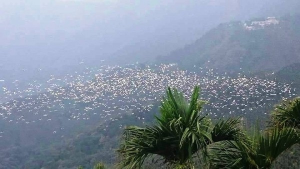 這鄉有里系列  萬鷺朝鳳 嘉義太興村