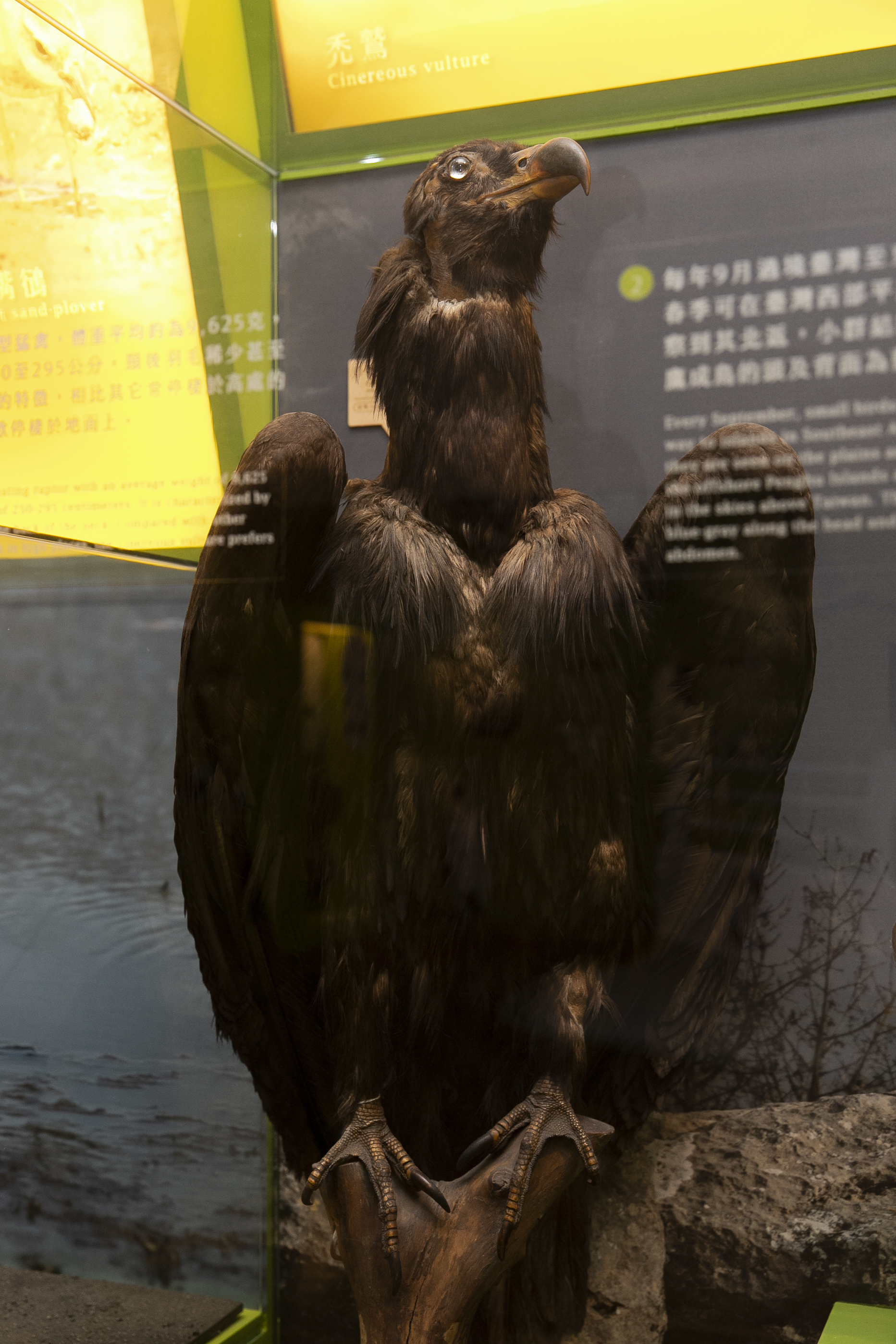 臺灣活力GO 臺灣活力GO