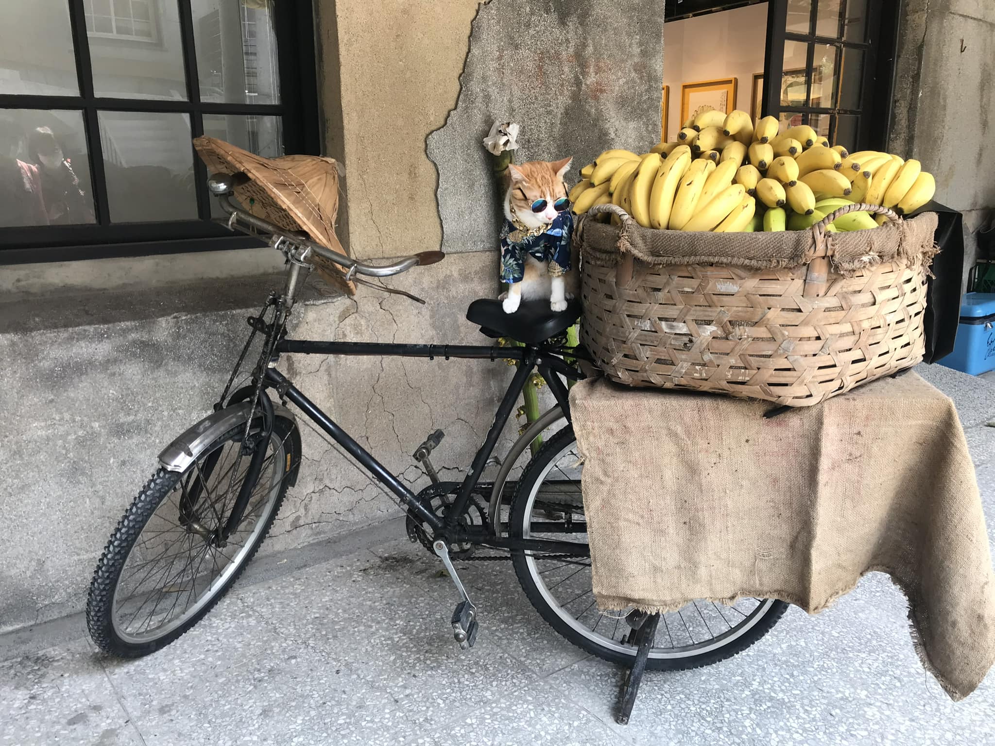 為台灣「蕉」傲