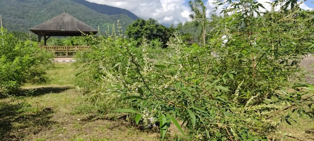 黃荊變綠金的台灣傳奇