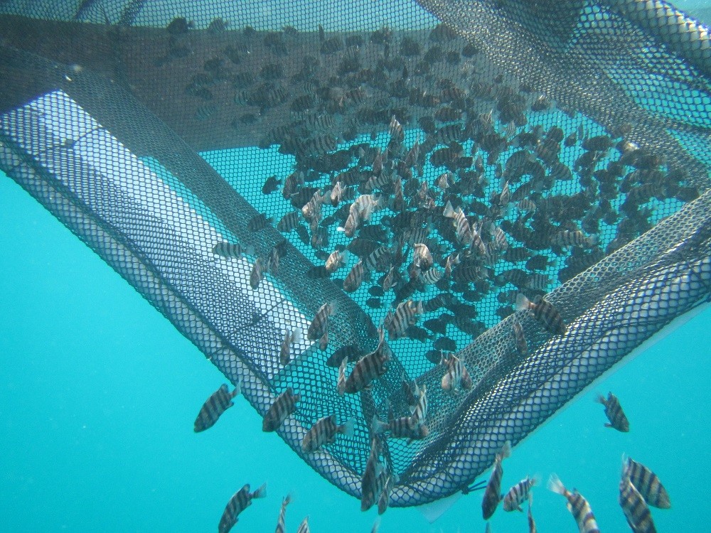 到底是放生還是放死?