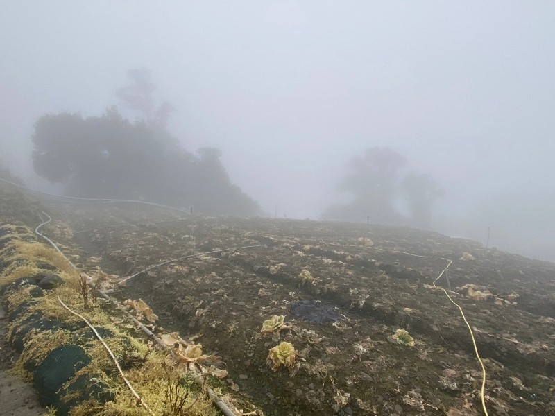 巨木步道——北德拉曼與南山神木