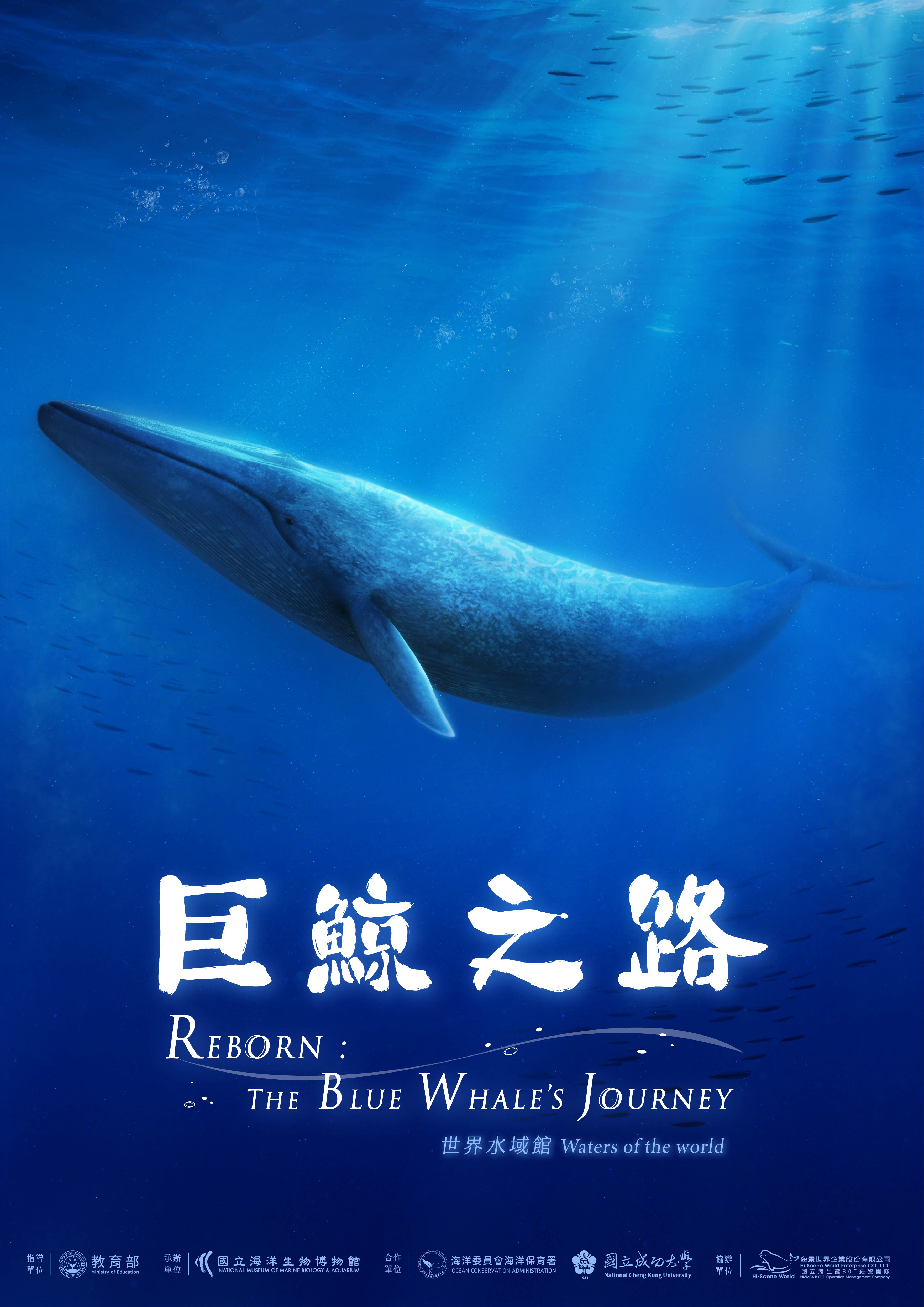 『巨鯨之路』藍鯨在墾丁海生館