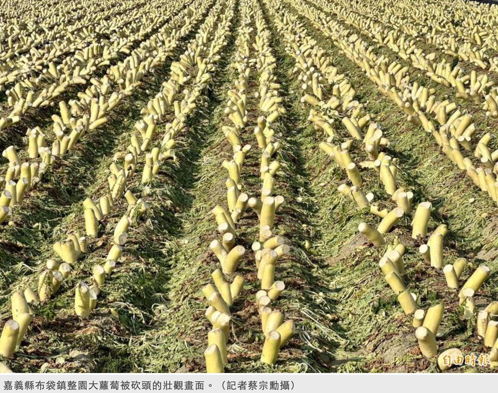 蘿蔔、菜頭與菜脯，冬季養生好滋味！