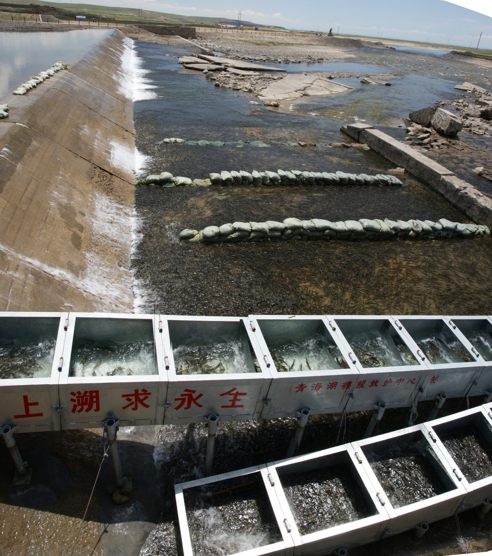 給魚一條回家的路