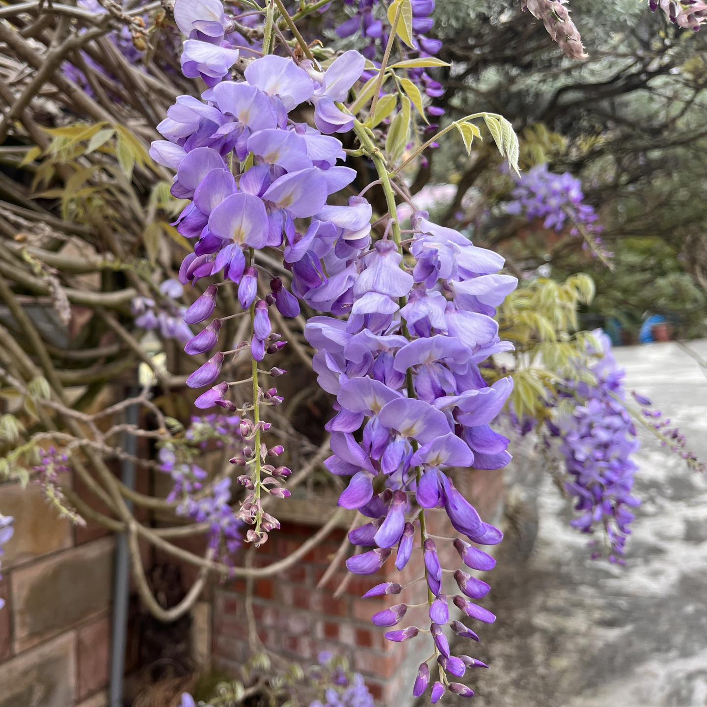 瑞里紫藤花季