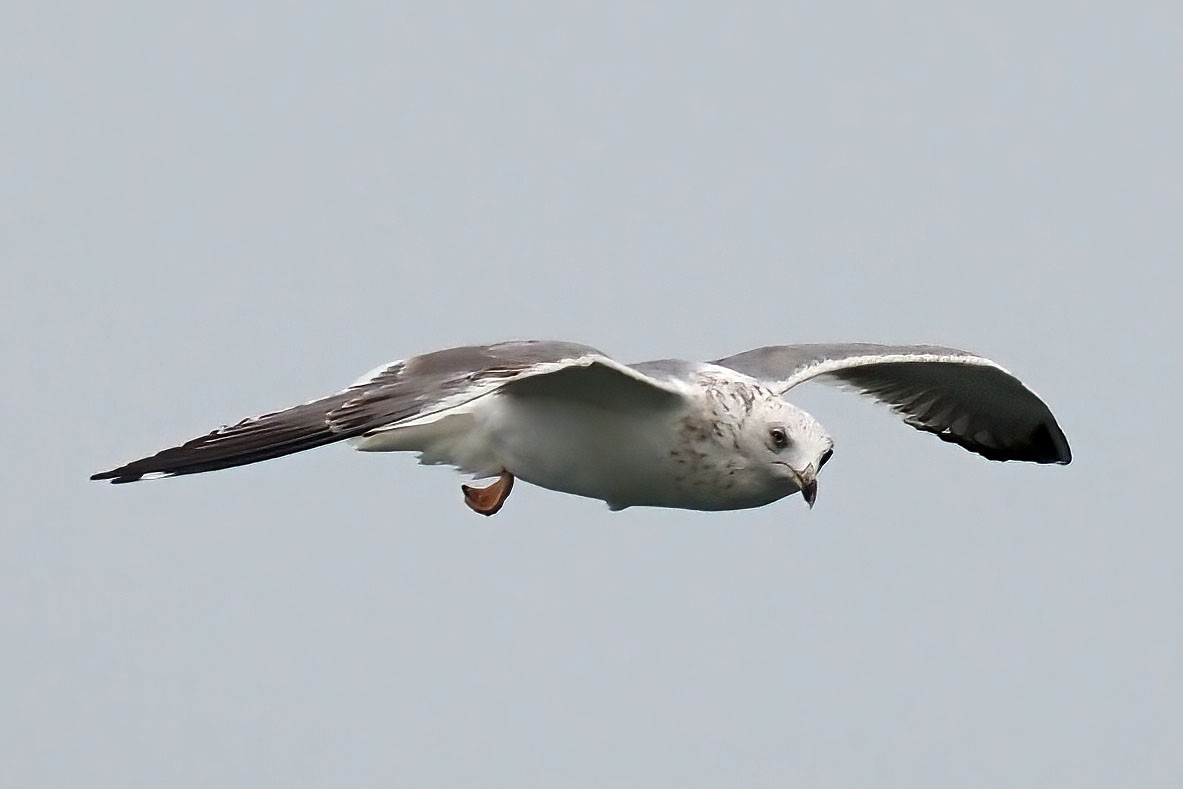 海鳥與海人