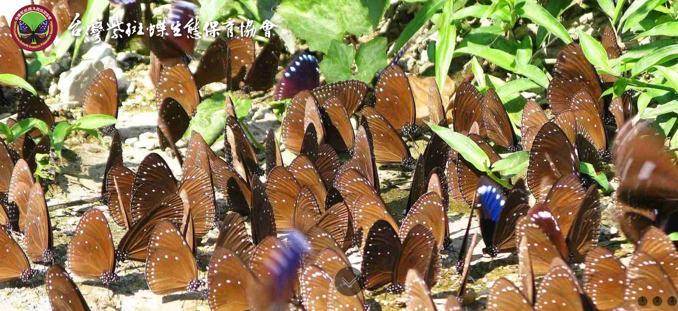 清明蝶遷徙  林內成了華麗生態舞台
