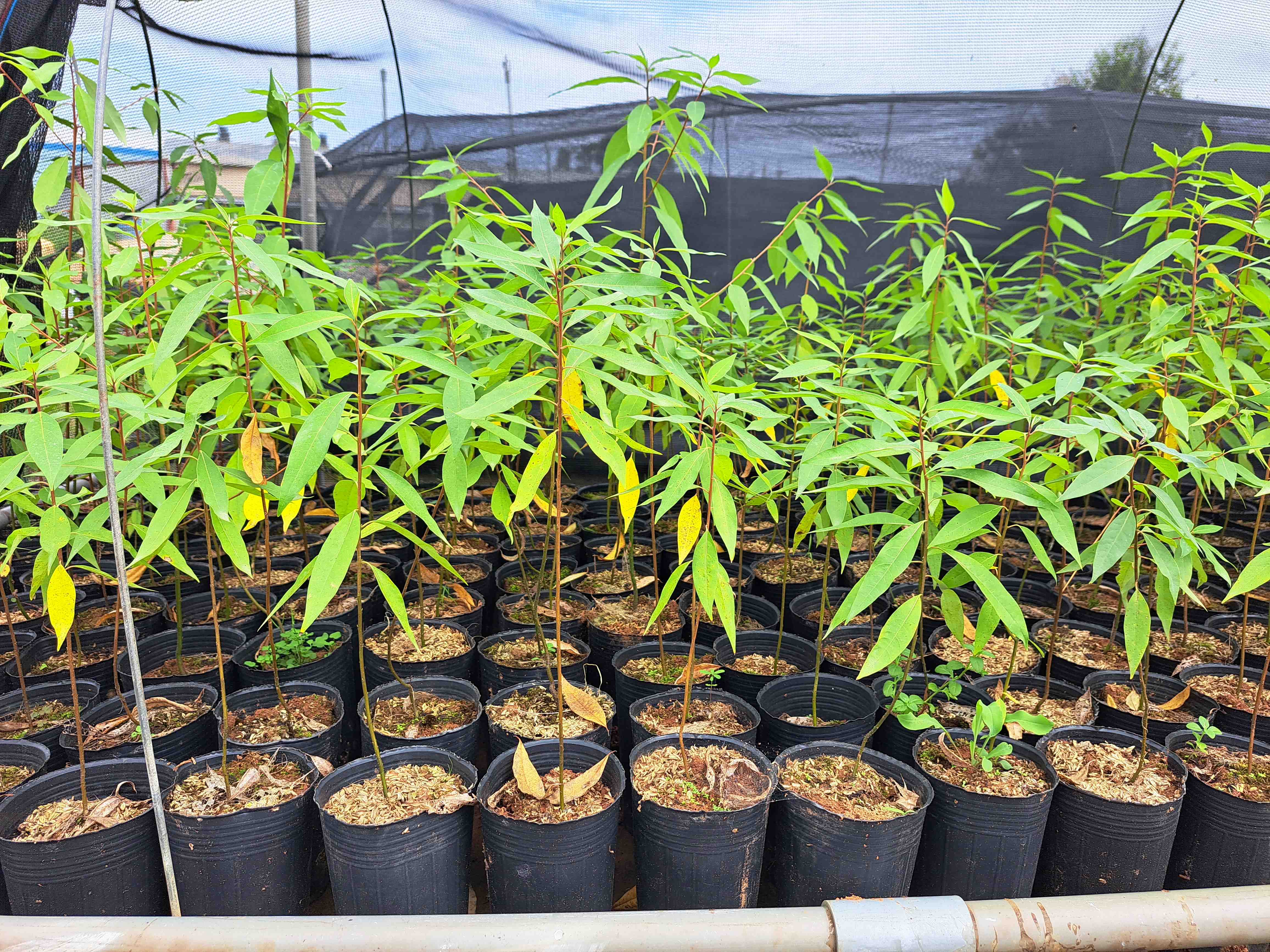 馬告成功量產 原生種苗推廣中！
