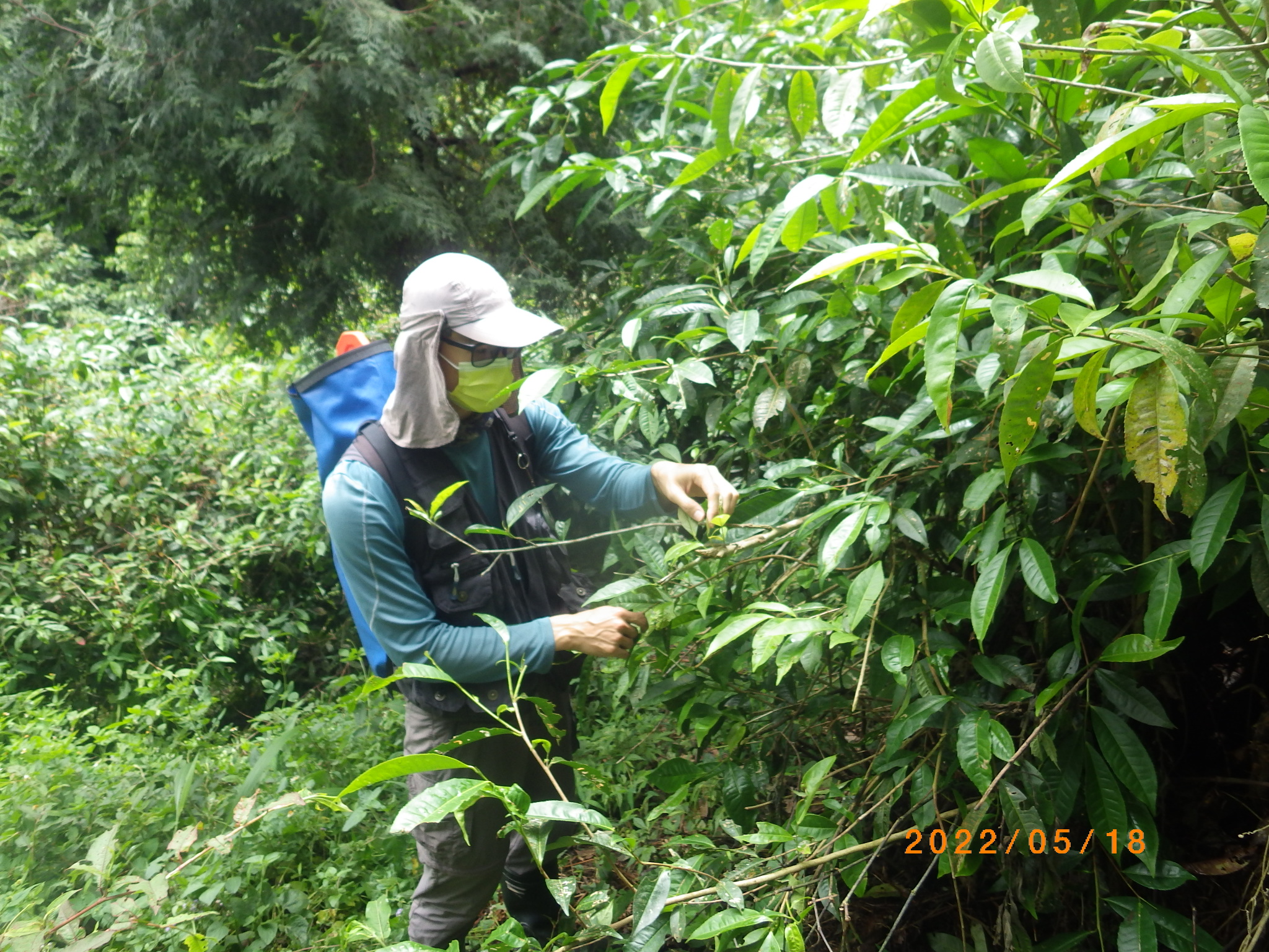 看見眉原山 臺灣山茶好滋味