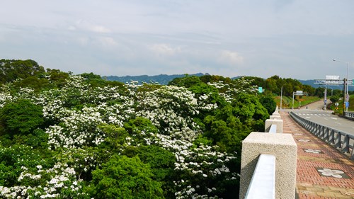 油桐花開，看見桐花看見客家，歡迎來尞