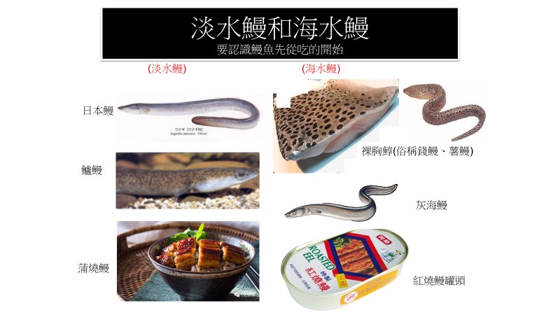 蒲燒鰻的來龍去脈