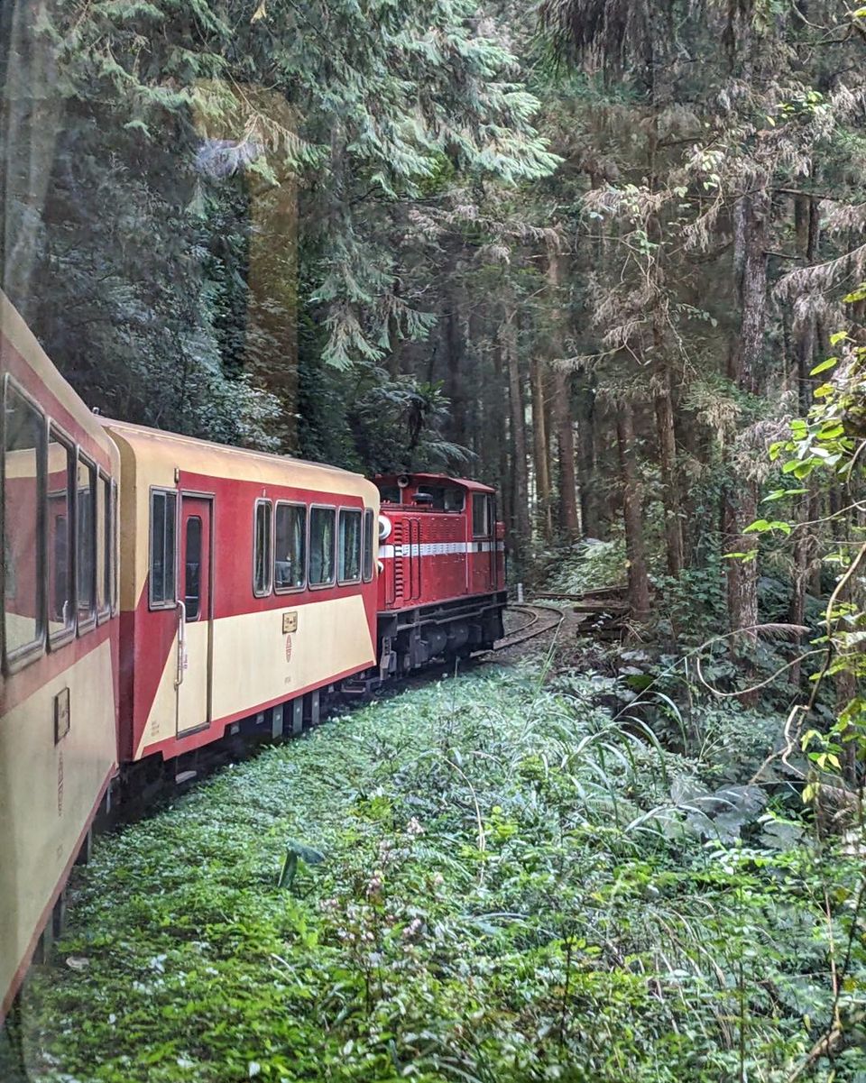 十五年的等待 阿里山林鐵將全線通車