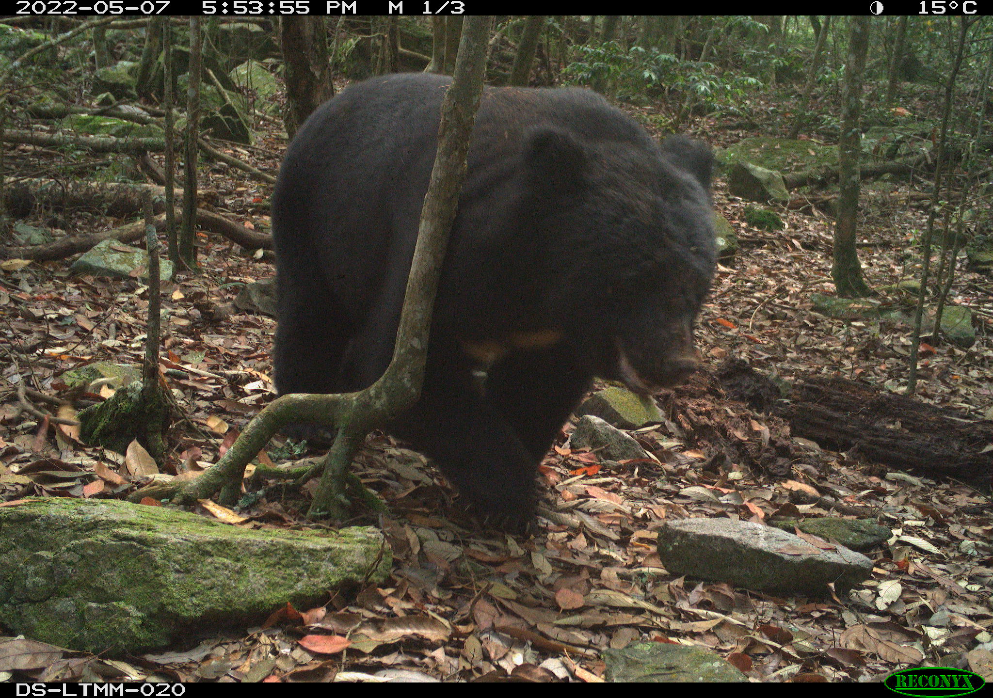 野生動物監測8年巨量資料揭密