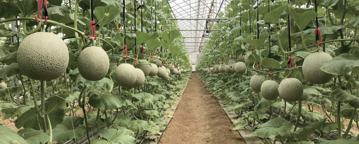 不怕中暑的台版洋香瓜 台中農改場育種有成