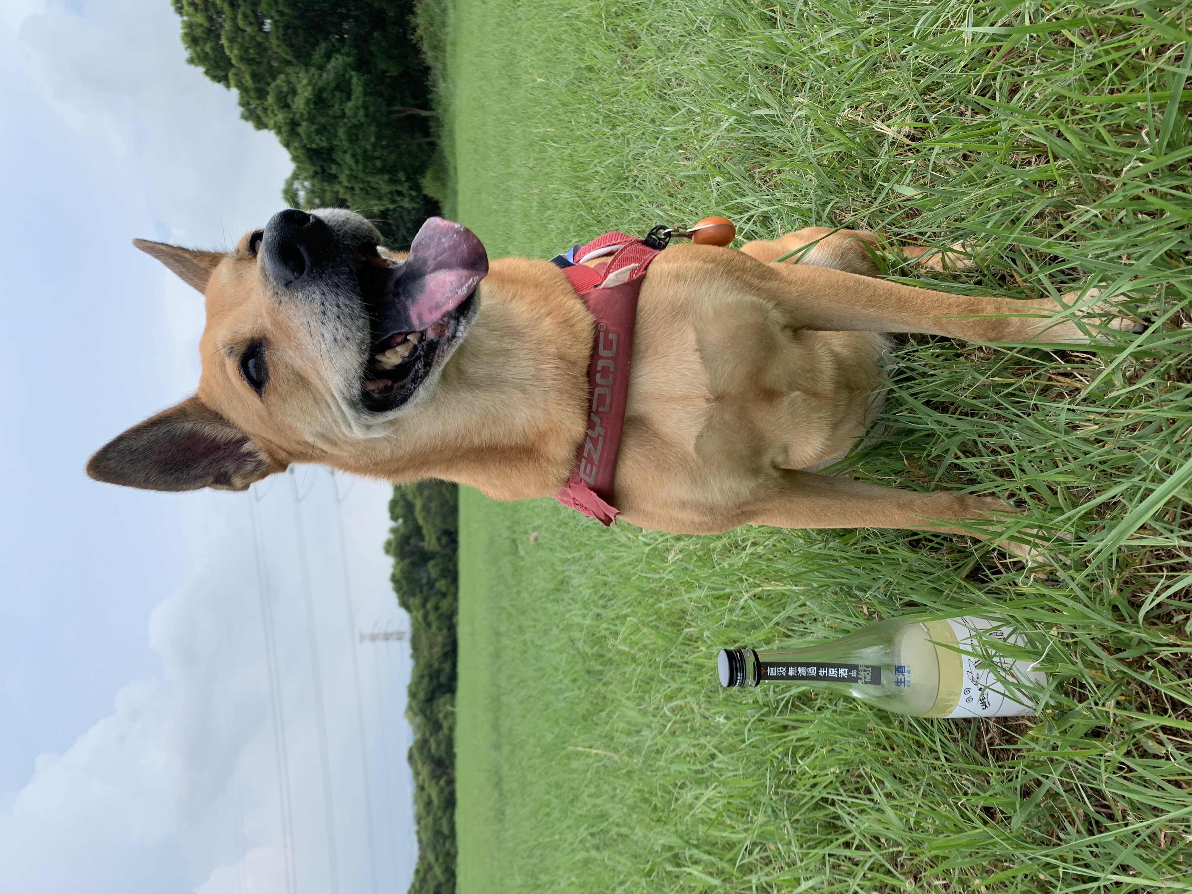 台灣土狗一號  日本酒競賽最高白金賞
