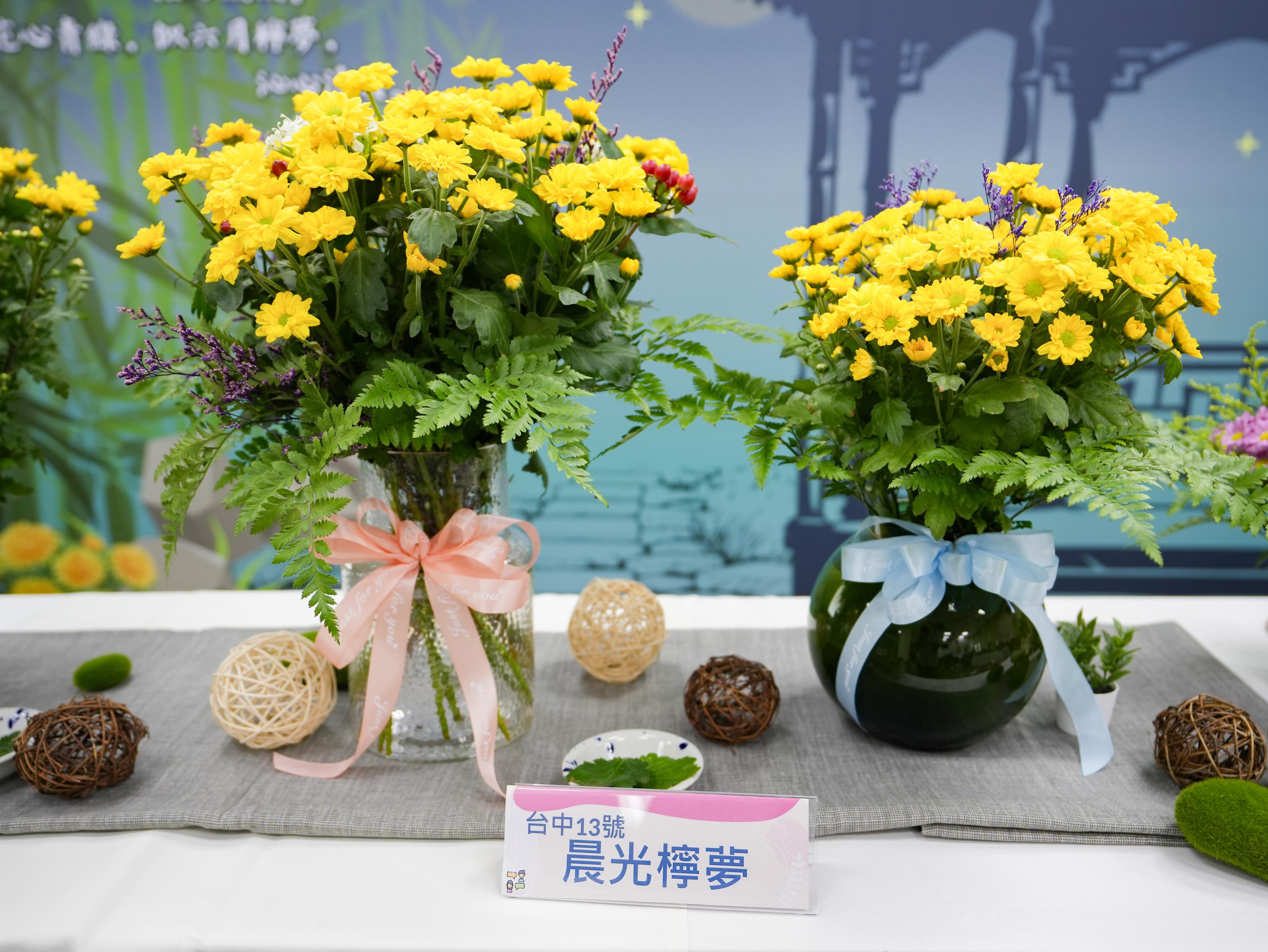 「晨光檸夢」 台灣夏季菊花生力軍