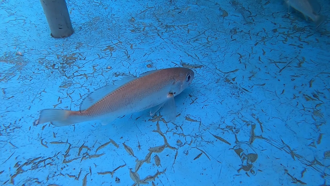 「月子魚」成功培育 世界首例