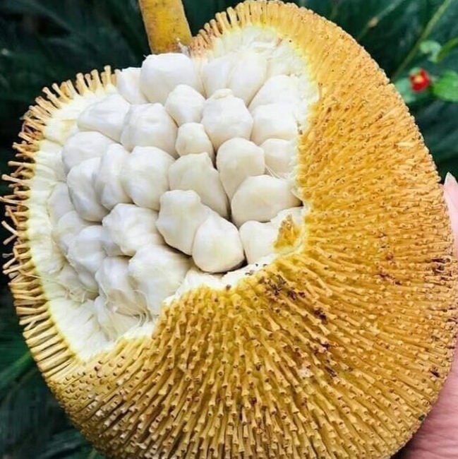 夏天吃水果最消暑，汶萊的Tarap達拉吃過沒？