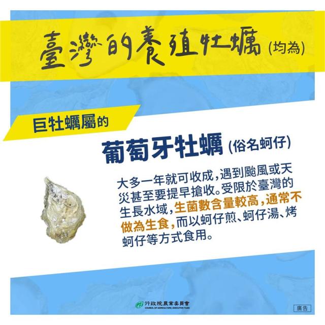台灣竟然是「葡萄牙牡蠣」原鄉！？