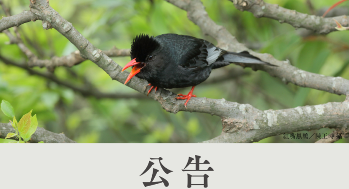 戀戀臺灣 戀戀臺灣