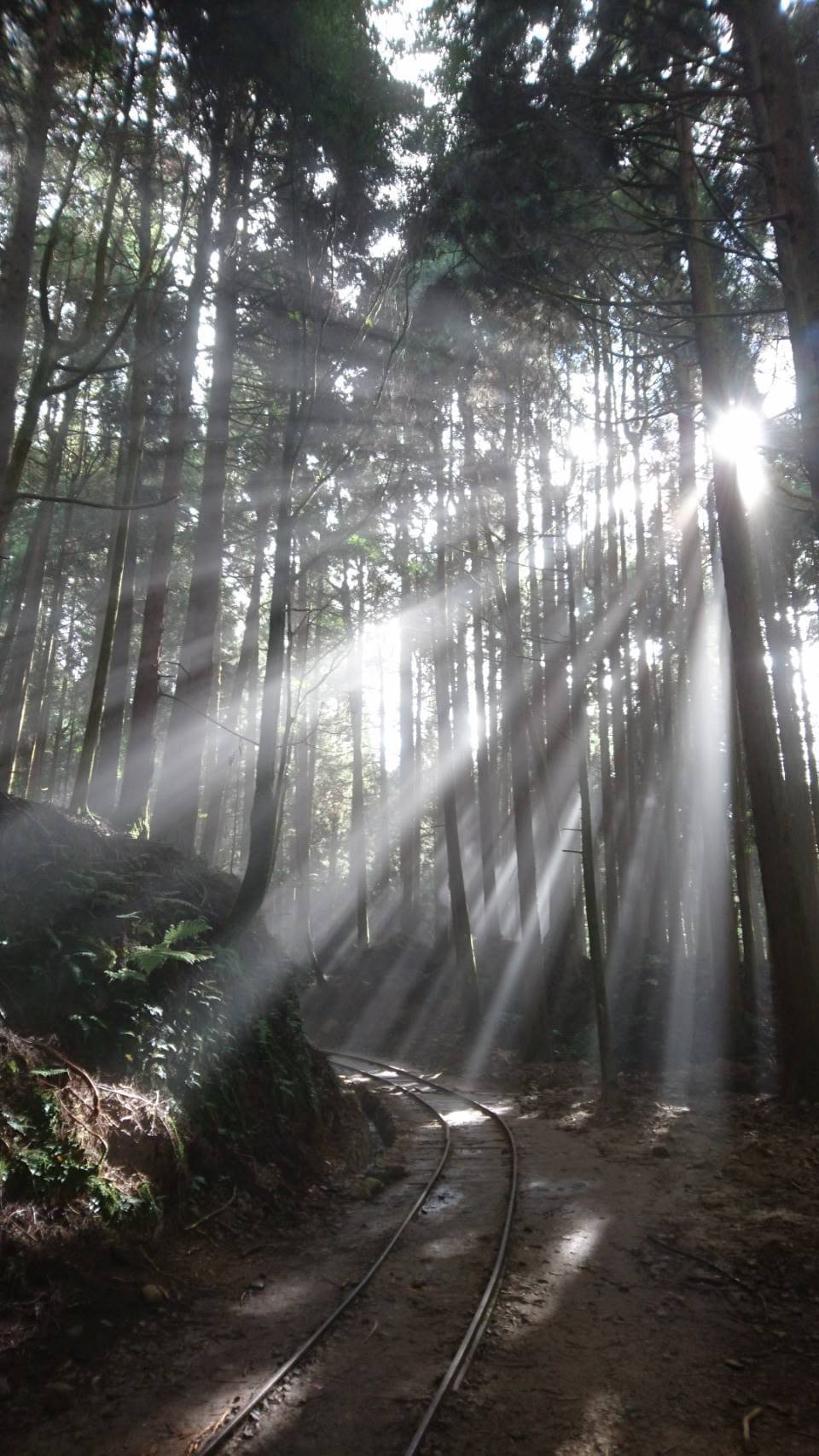 鄒之秘境 最美鐵道森林 特富野古道
