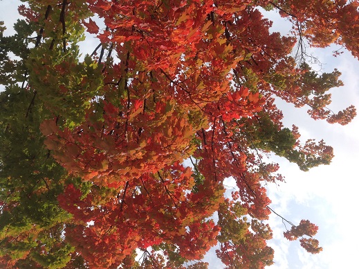 秋涼楓紅醉迷人