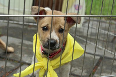 宰殺犬貓時有所聞 政府應加強查緝